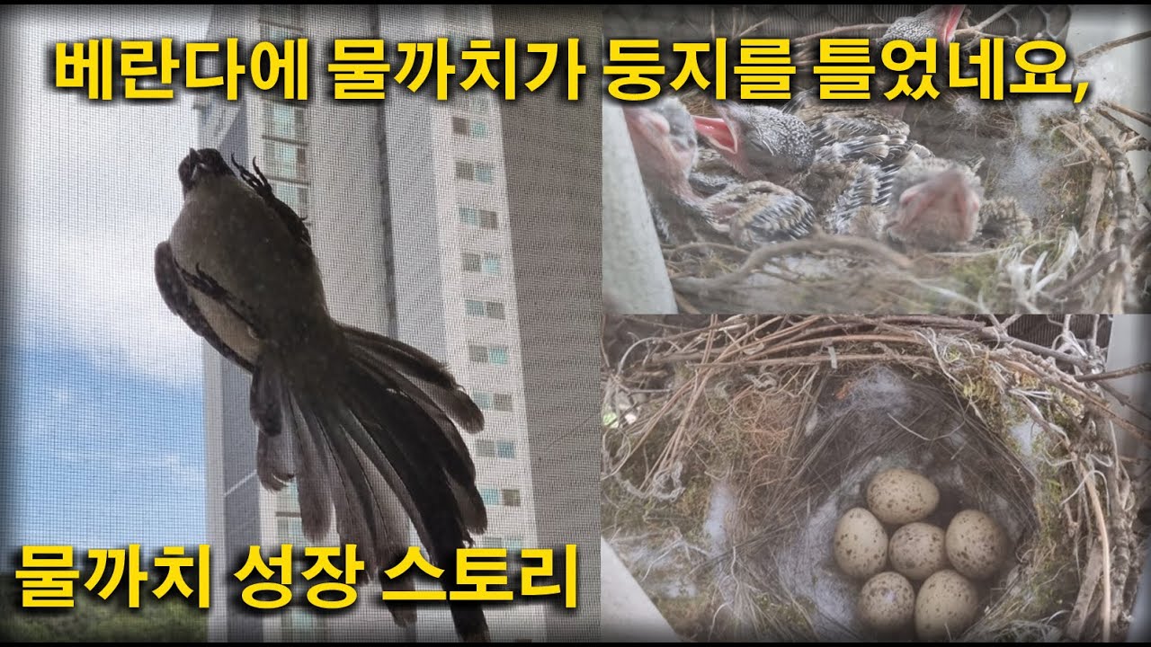 아파트 베란다에 물까치가 둥지를 틀었네요,