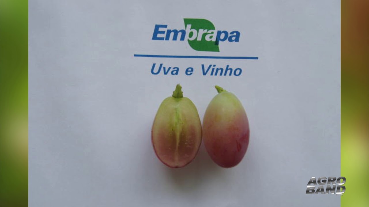 EMBRAPA lan&ccedil;a novas variedades de uvas.