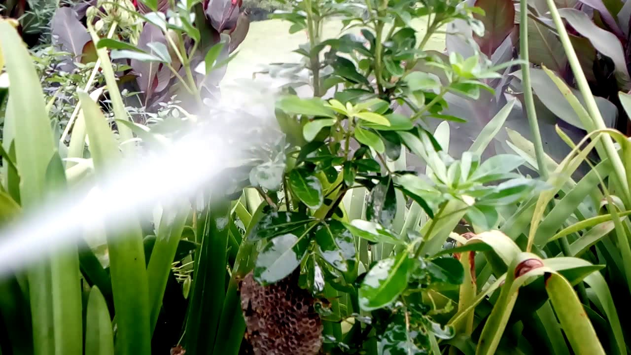 Wasp Eradication