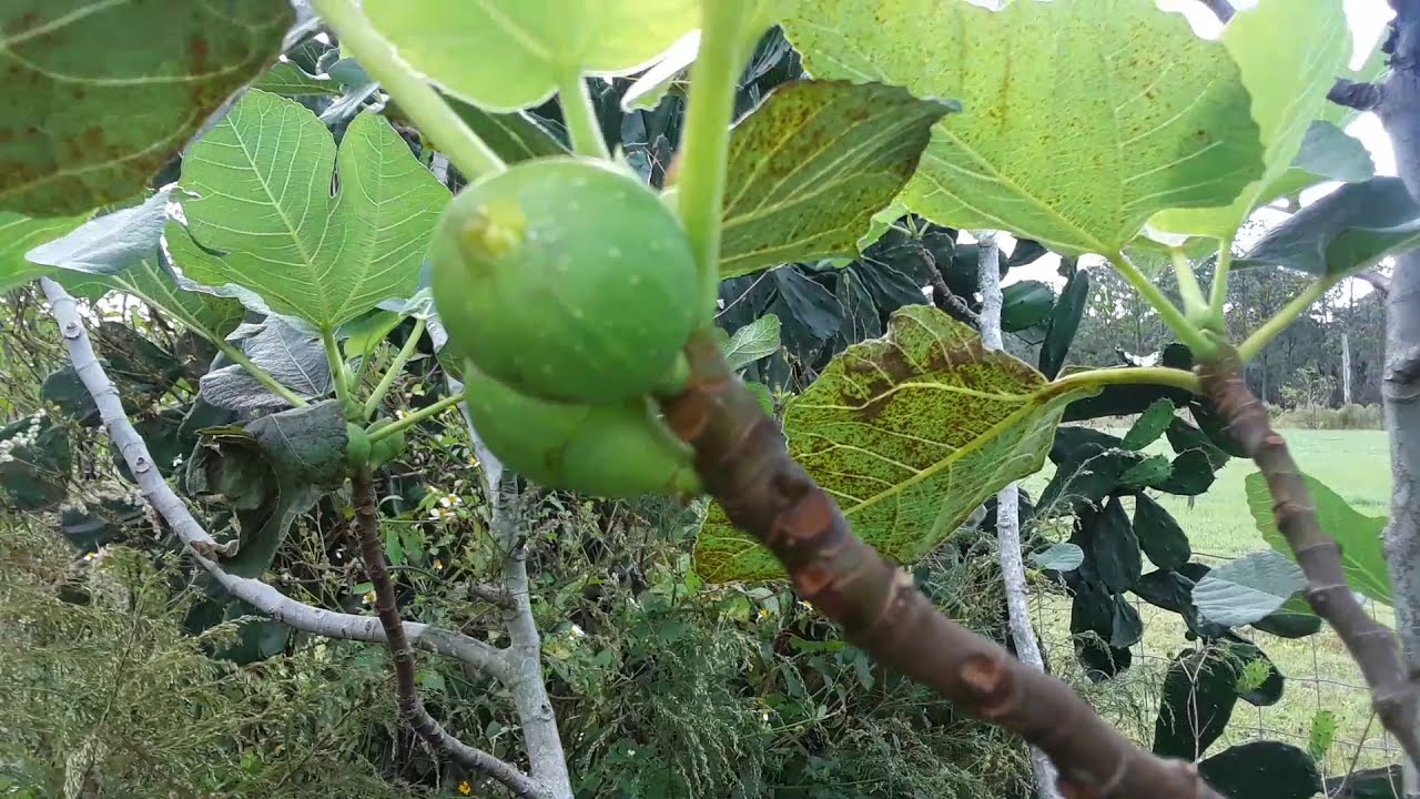 Texas White Everbearing fig.. one of my favorites!