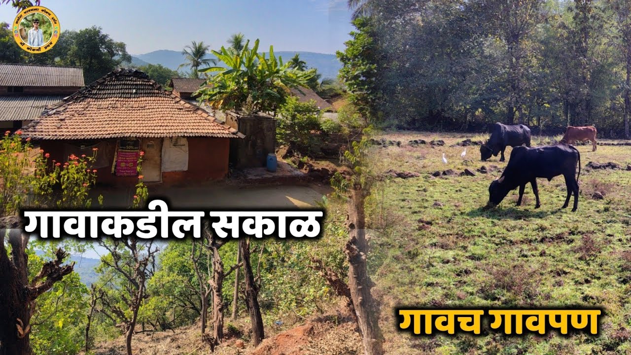 गावाकडील सकाळ 🤩 ✨|| गावचं गावपण || #kokan #viralvideo #vlog #gav 