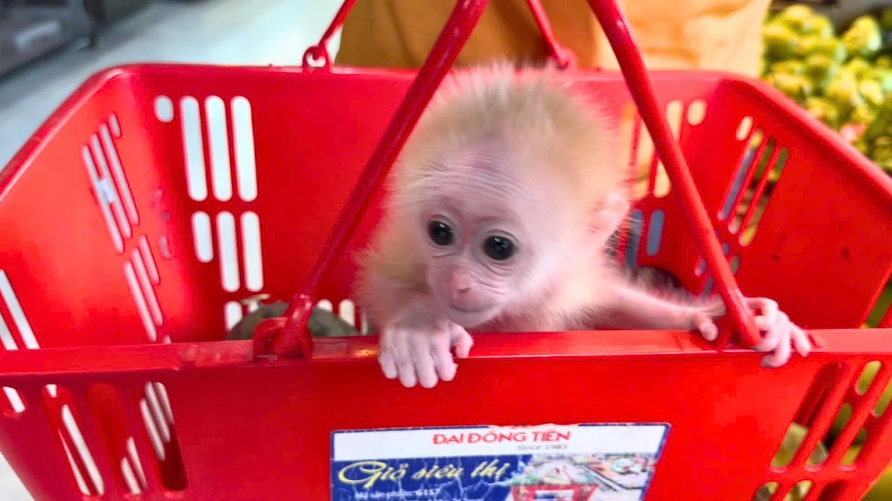 Little Monkey Kyo and Daddy Go to Market! (Memory Clip)