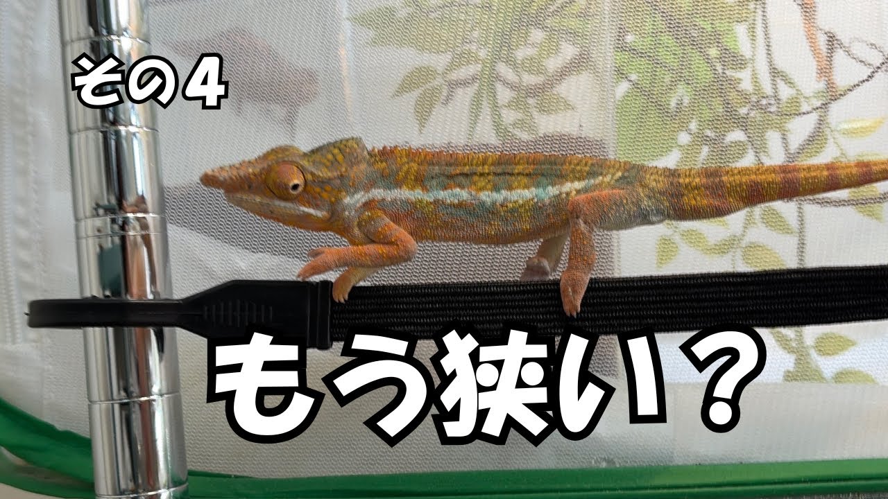 エンジェリーカメレオン♂　大きくなったので広いケージへ 