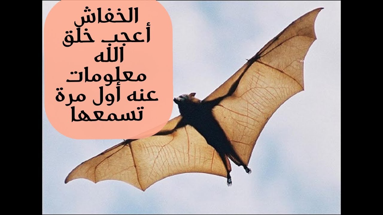 #الخفاش من أعجب خلق الله ومعلومات أول مرة تعرفوها عنه