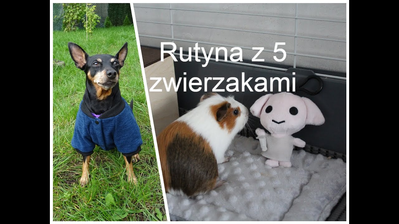 Świnka morska uczy się korzystać z poidełka