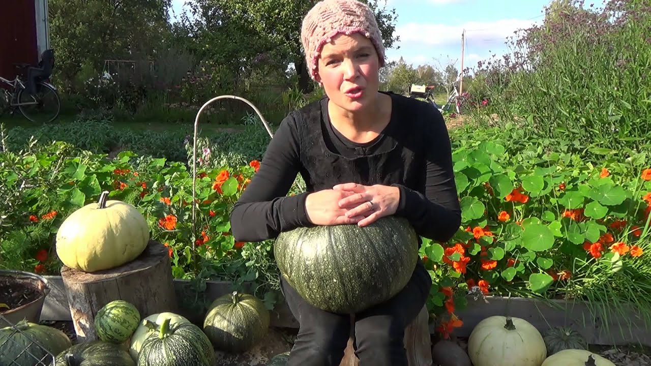 Nakenfröpumpor ger goda pumpakärnor