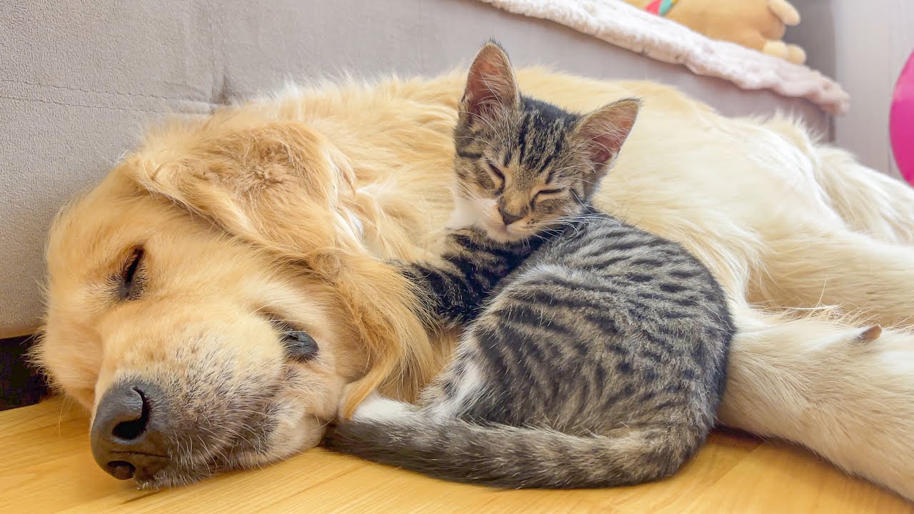 This Kitten Really Thinks Golden Retriever is His Father!