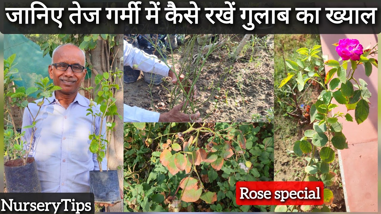 जानिए इतनी तेज धूप और लू से कैसे बचाएं गुलाब के पौधे को जाने सारी जानकारी | Rose special | Nursery