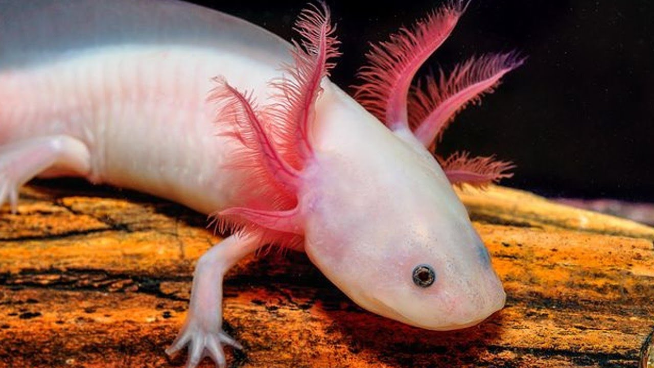 Las mejores opciones para un Acuario SIN PECES