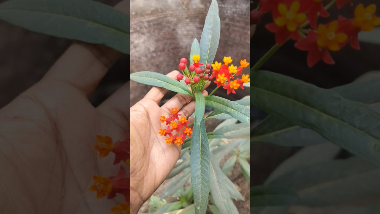 #milkweed