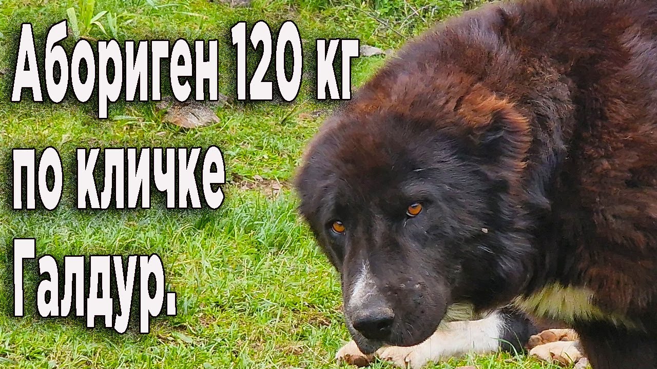 Какие были аборигенные волкодавы раньше. Рассказ 76 летнего пастуха.
