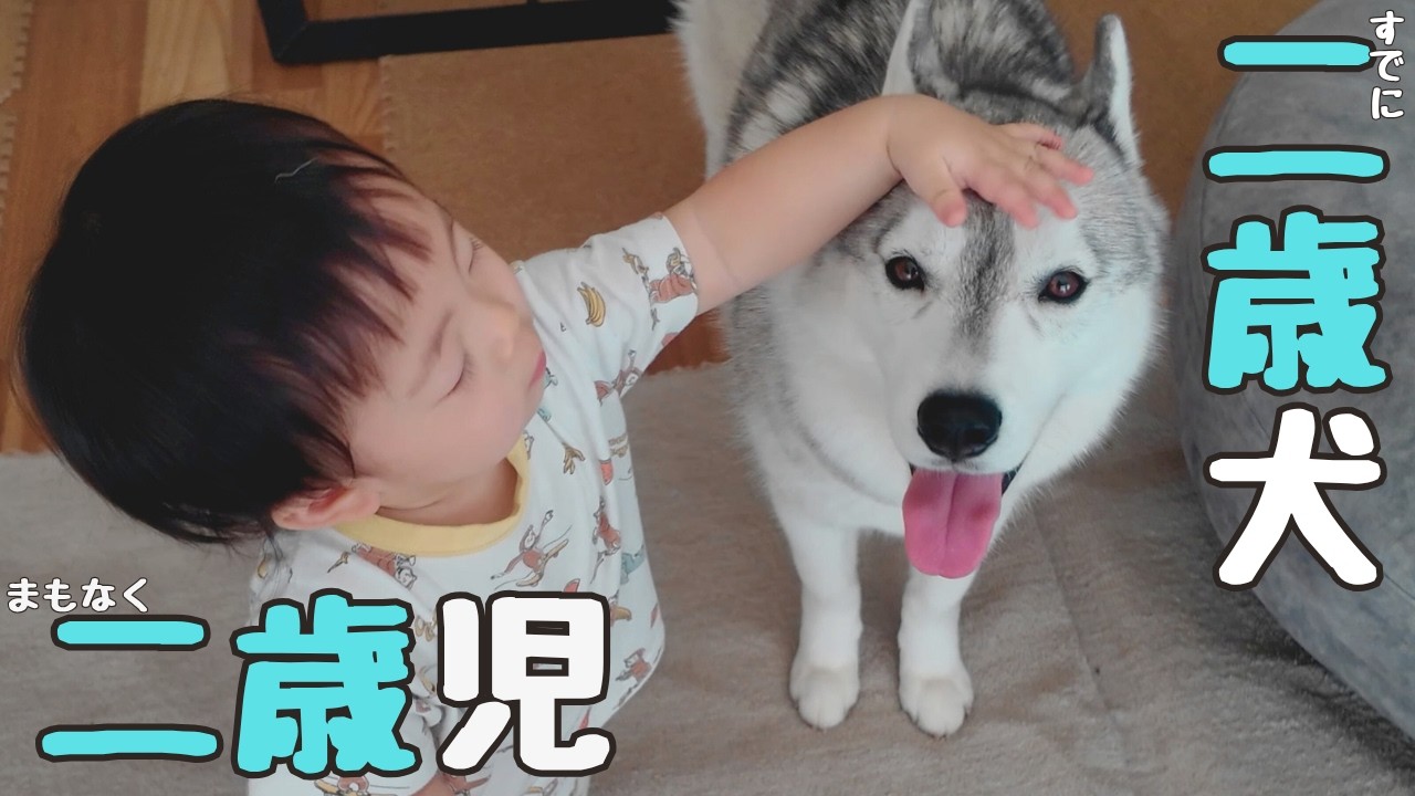 シベリアンハスキーと共に育つ♪はたして立場が上なのはどっち？【 ふたりの成長記録♪】