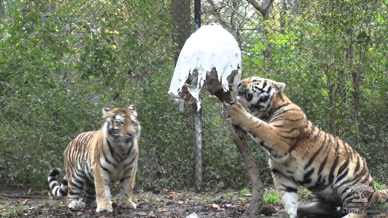 Tiger Cubs Playing With A Ghost