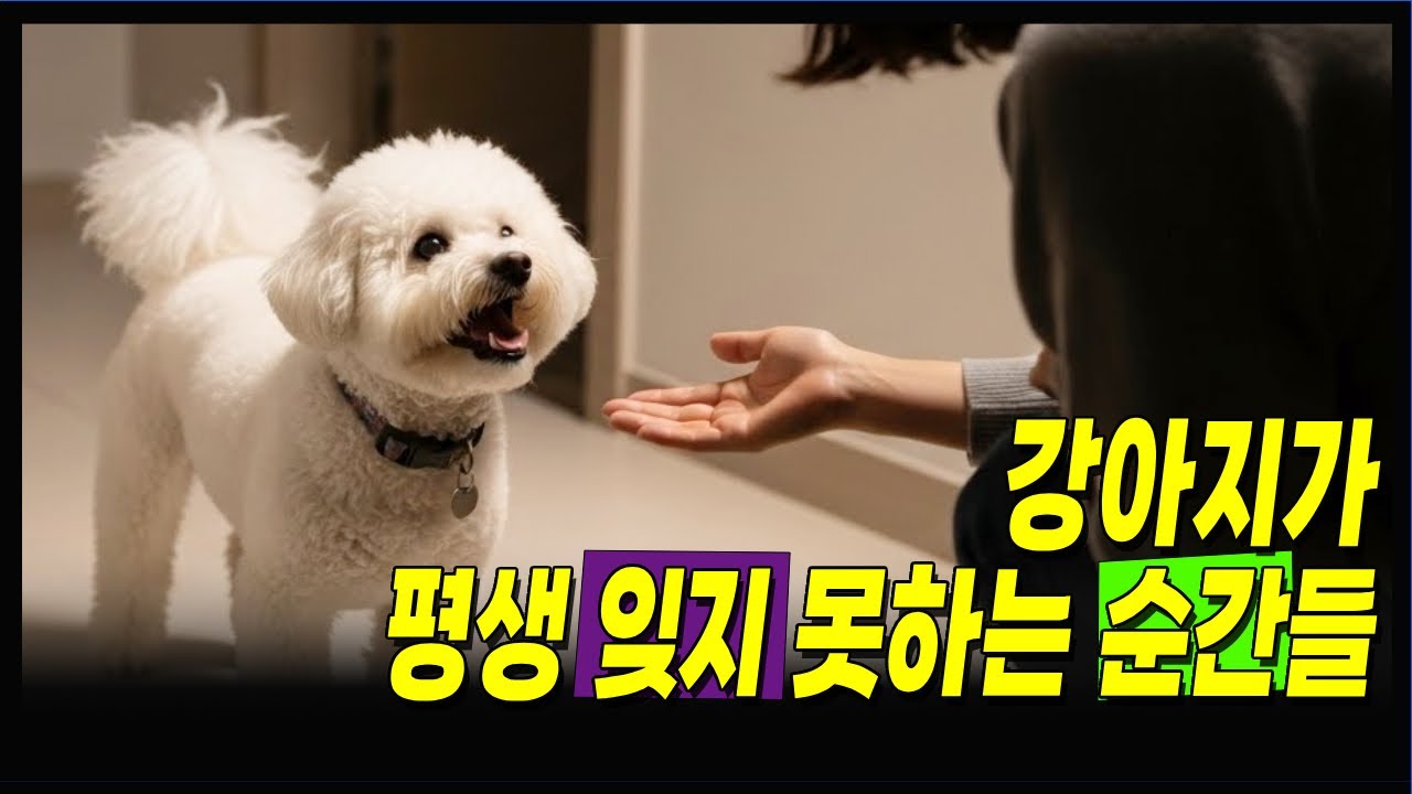 우리 강아지가 평생 잊지 못하는 10가지 기억ㅣ 강아지 기억ㅣ 강아지 심리ㅣ 강아지 이별