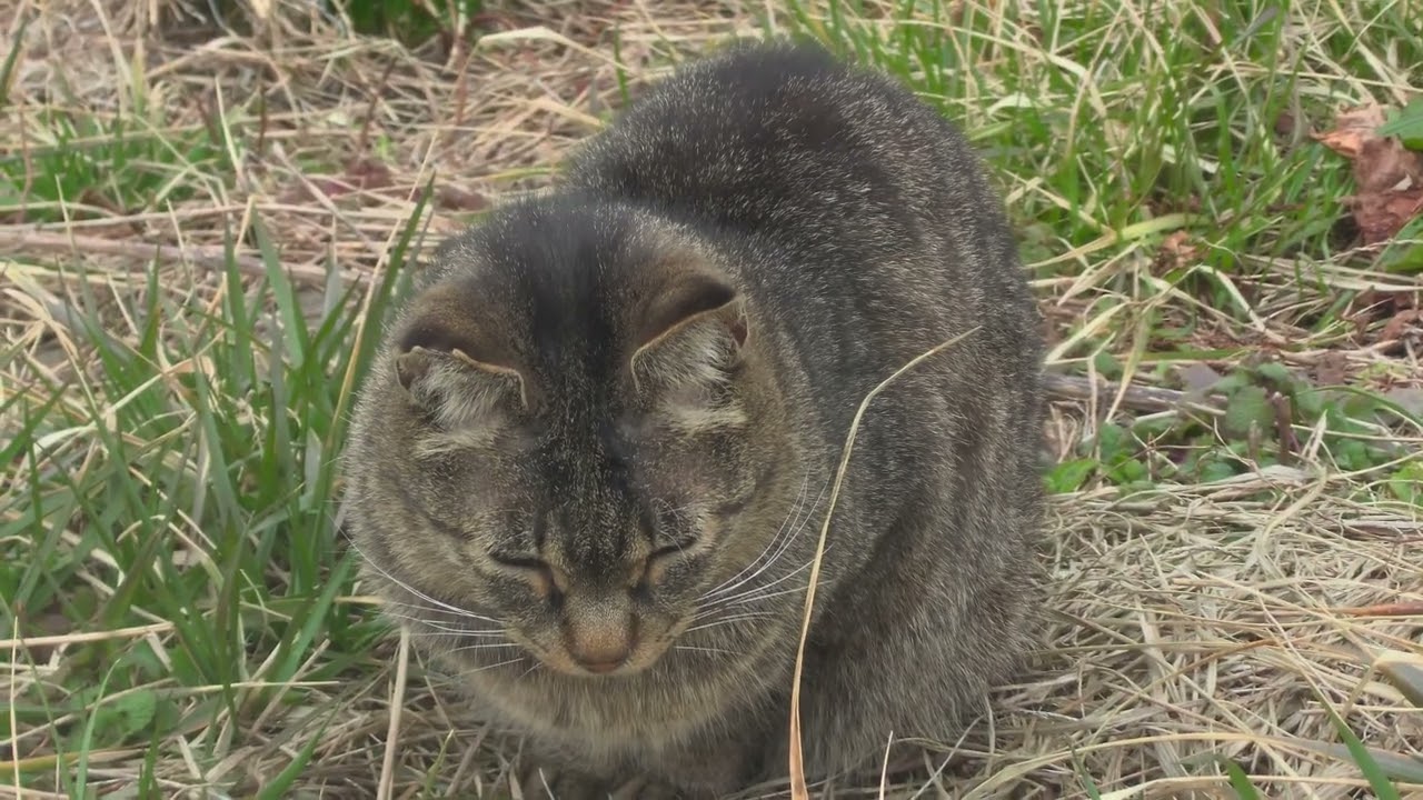 カメラ目線にならない地域猫