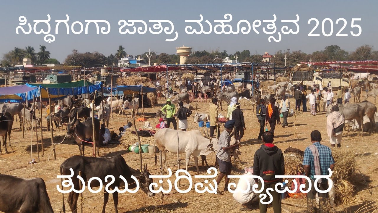 Siddaganga cattle fair in full swing