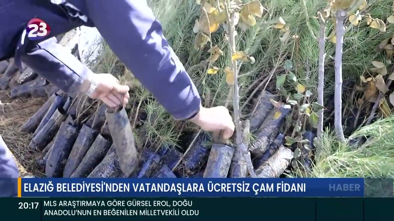 ELAZIĞ BELEDİYESİ'NDEN VATANDAŞLARA ÜCRETSİZ ÇAM FİDANI