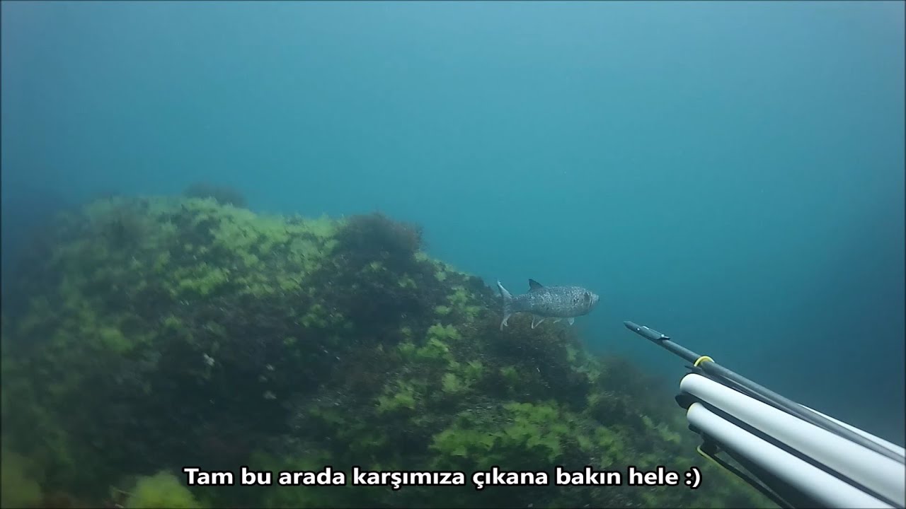 Karadeniz zıpkın avları Ordu