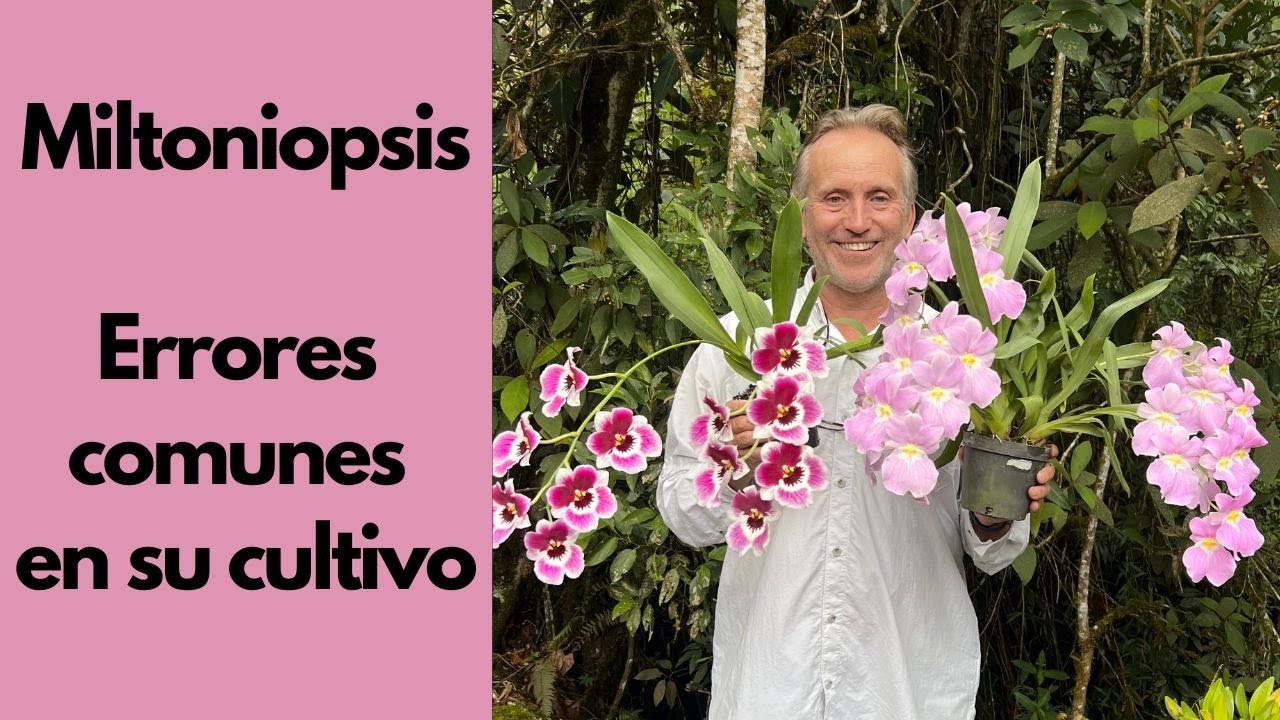 Orquídeas Miltoniopsis - Errores comunes en su cultivo