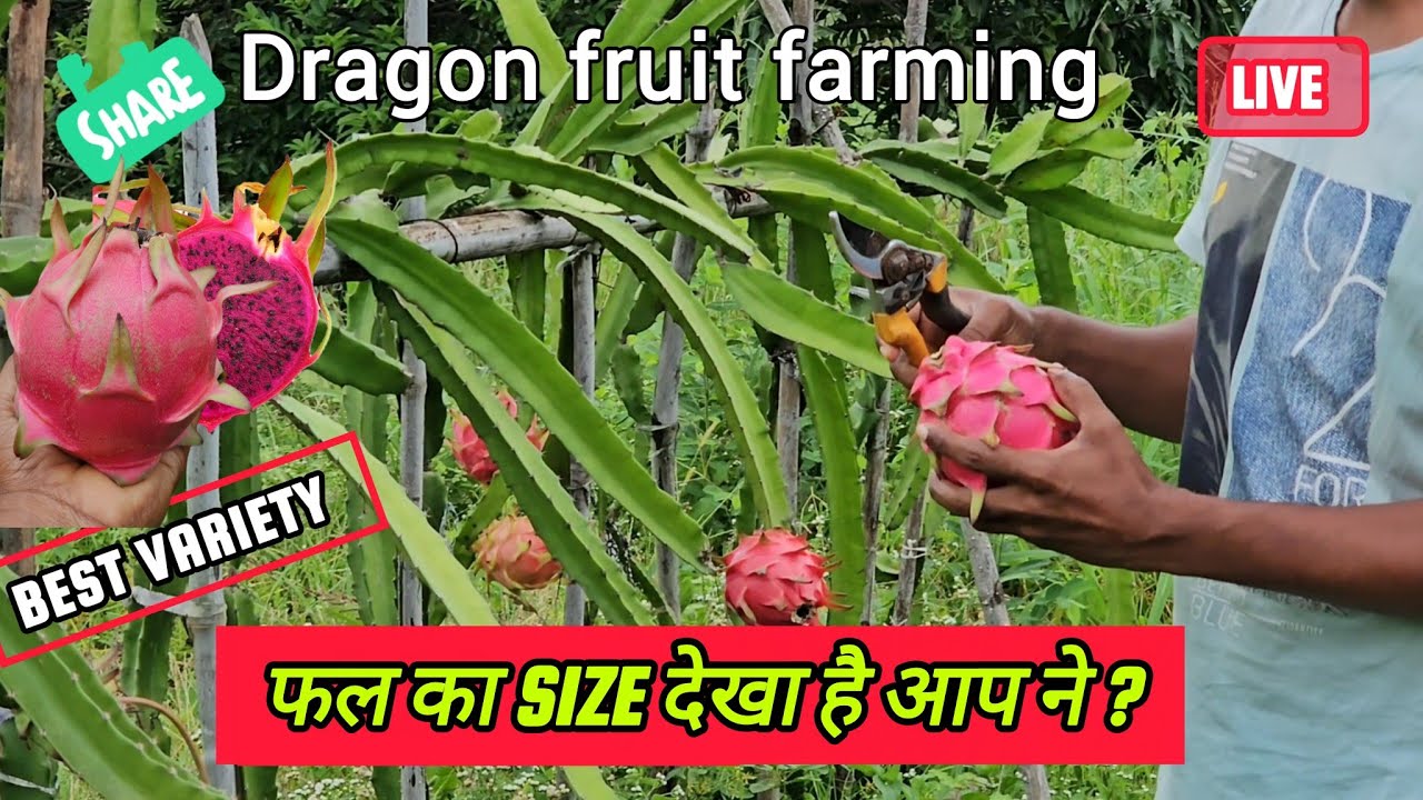 ऐसा फल और size देखा ना होगा आपने। #dragonfruit 