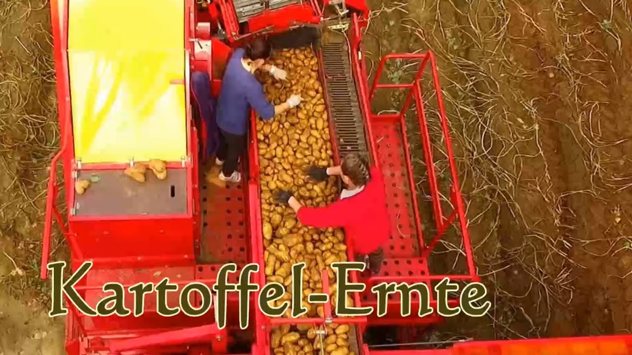 2017 Kartoffelernte Junge Bornholt, Riesenbeck im Lager Feld