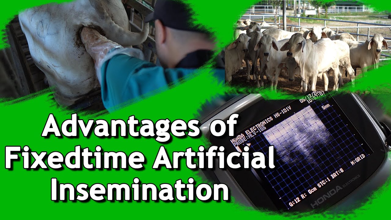 Advantages of Fixedtime Artificial Insemination