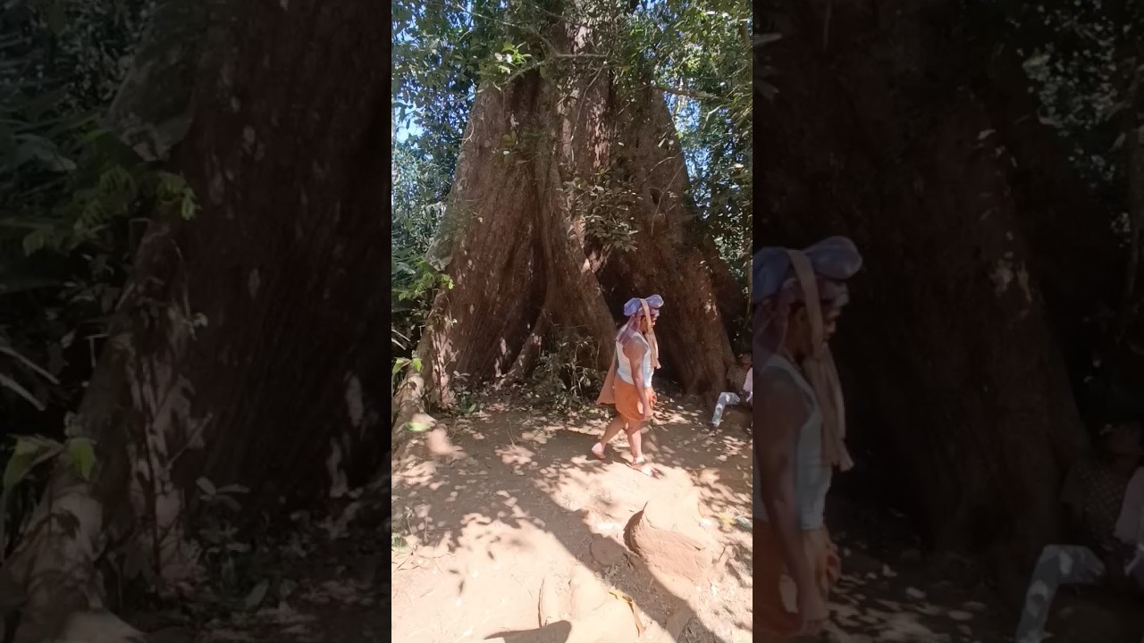 How Old this tree is ????? #WayToSabarimala #Traditional #Path #Swami #Saranam #Trekking #Sabarimala