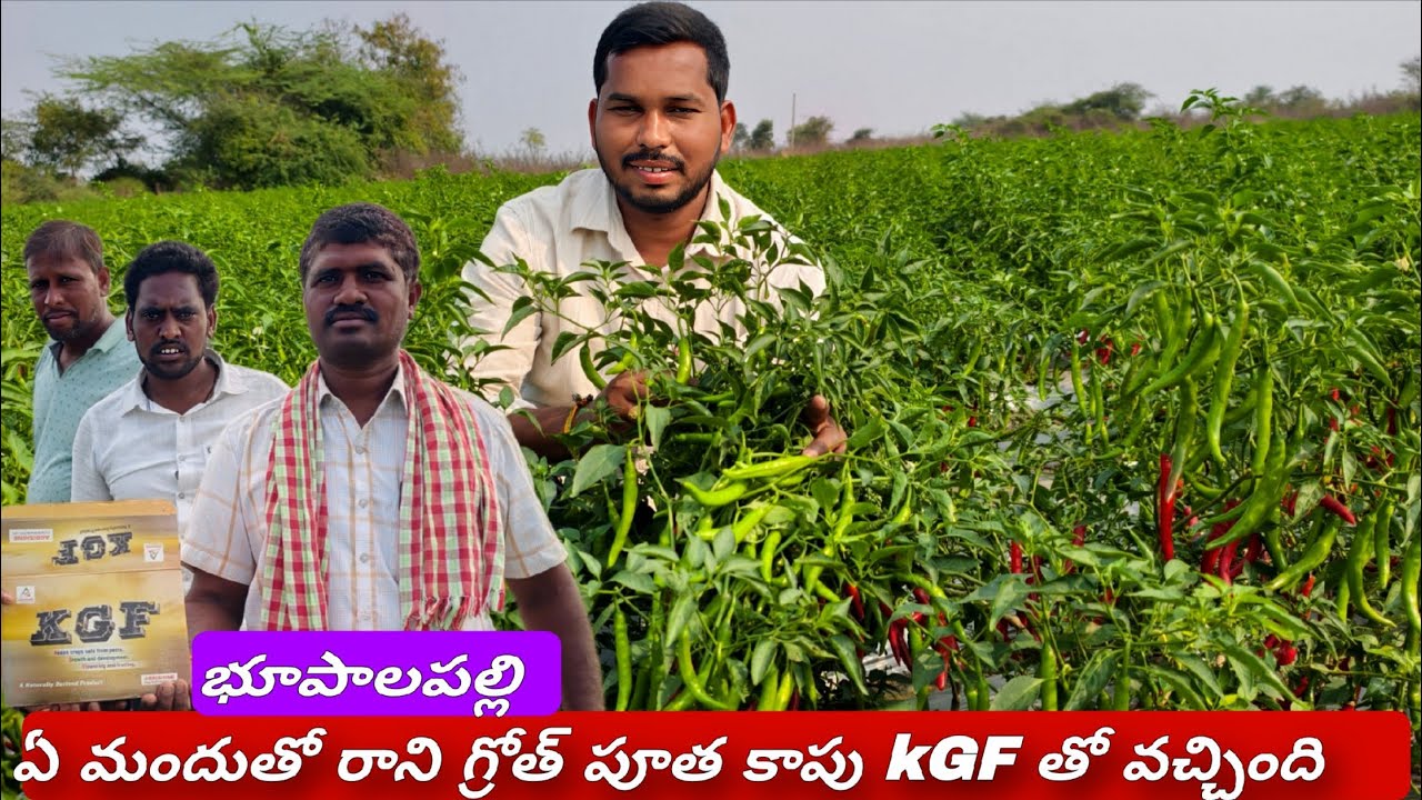 మిరపలో గ్రోత్ సందులేకుండా కాపు నల్లీ బ్లాక్ త్రిప్స్ 100% కంట్రోల్  