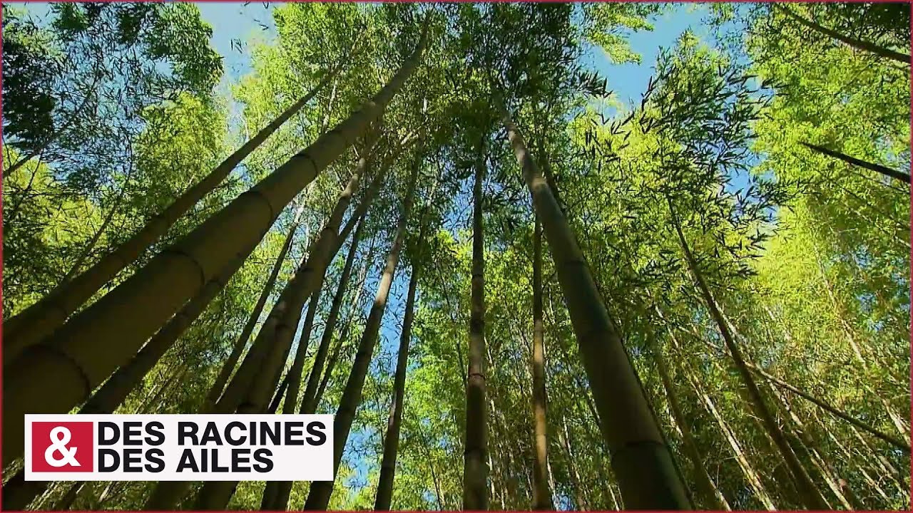 La Bambouseraie d'Anduze, unique en Europe