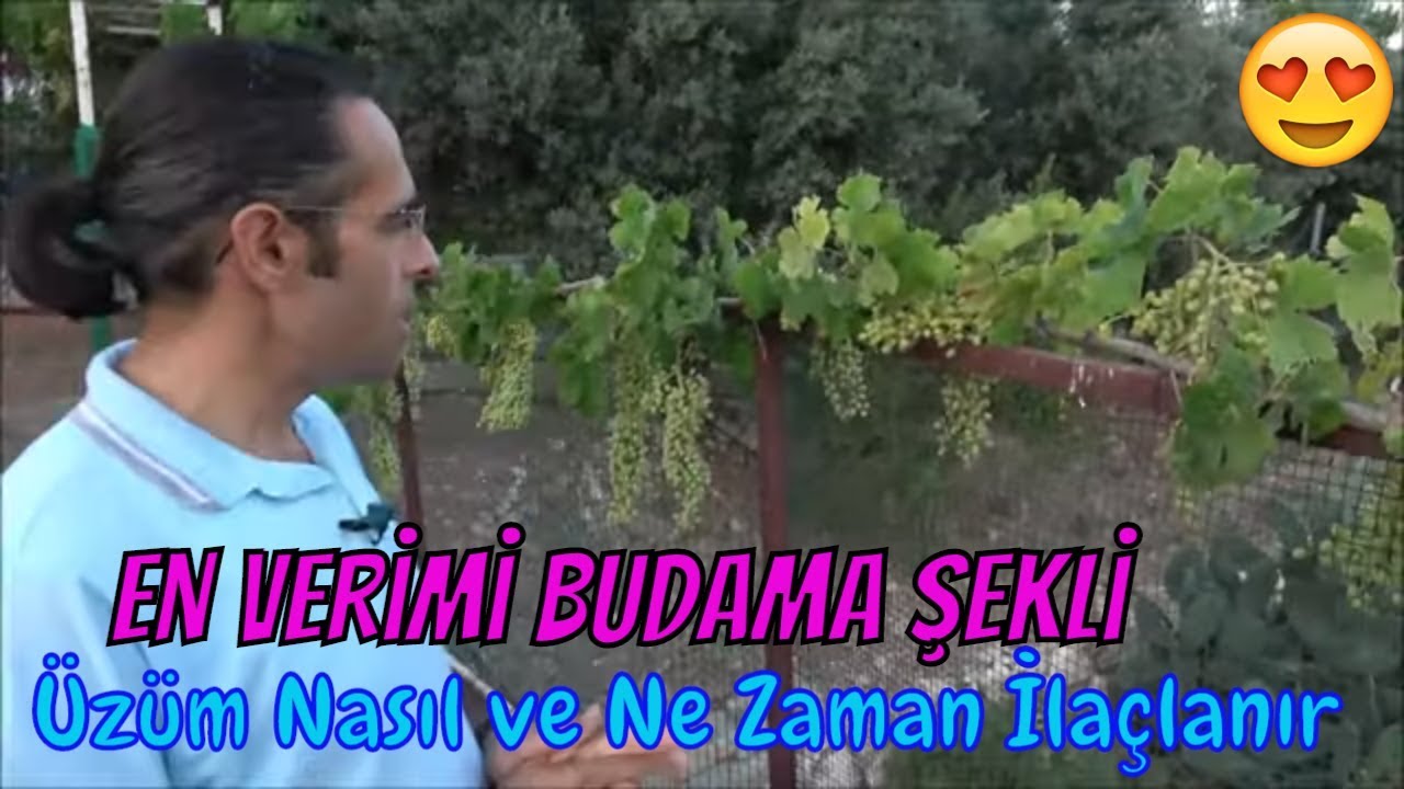 Üzüm Budaması Verim Sonuçları ve İlaç Gereksinimleri