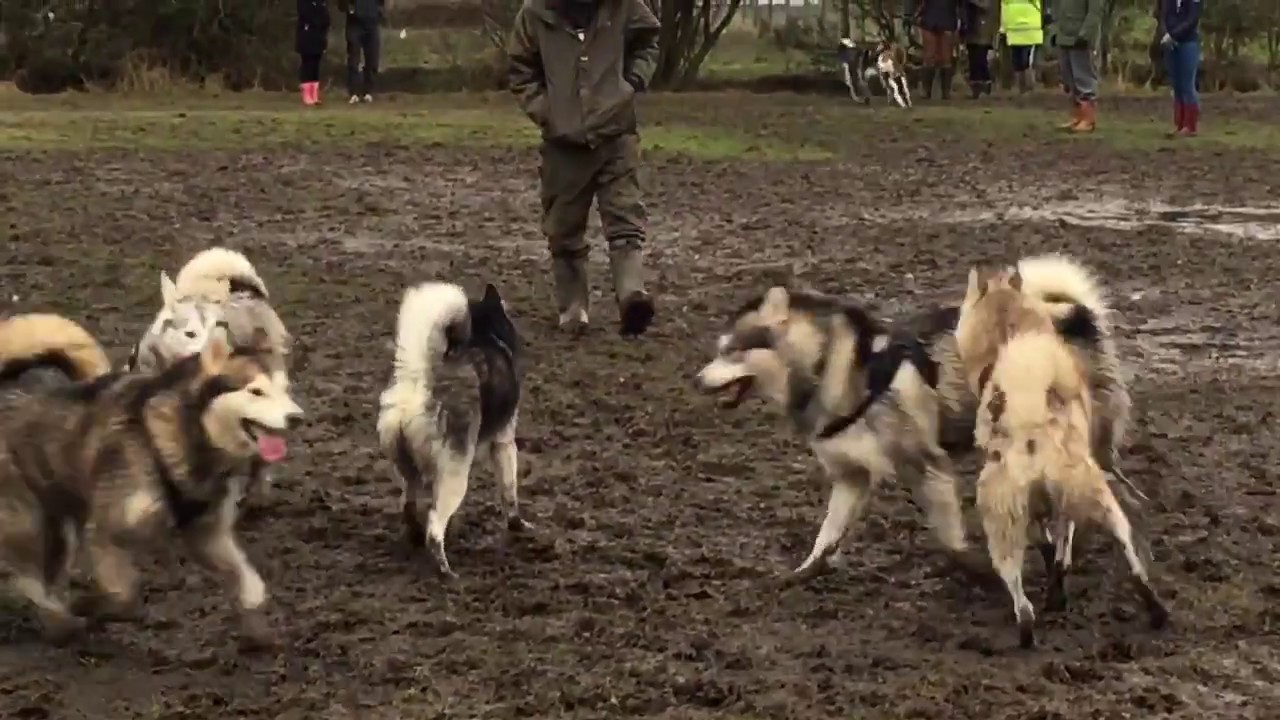 Sled Dog Play Date - 12th February 2017