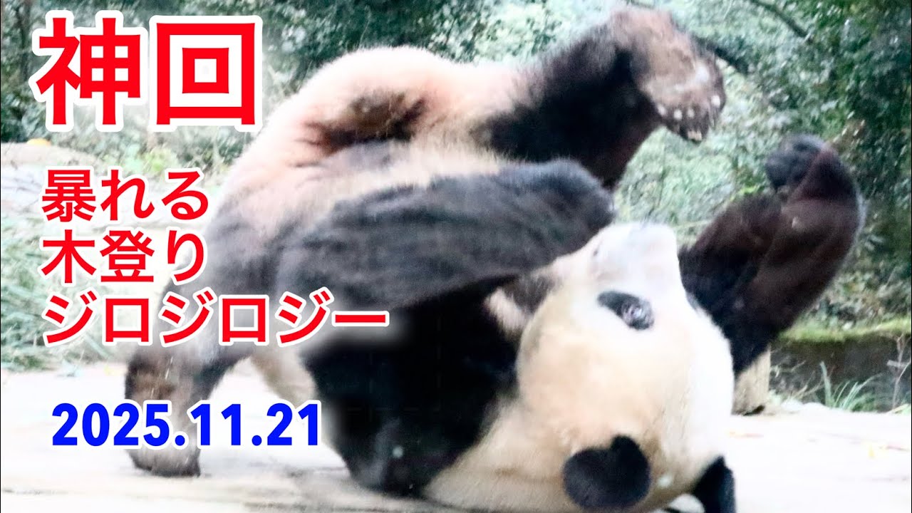 2025.11.21 神回！暴れる・木登り・ジロジロジー　#シャンシャン 
