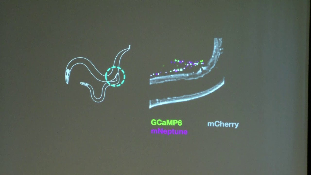 Whole Brain Imaging in C. Elegans Mating Behavior