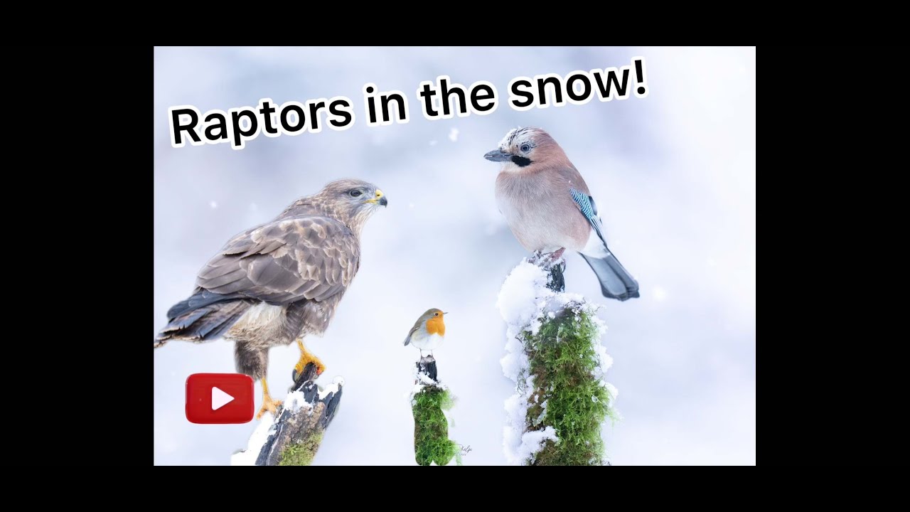 Photographing Raptors in the Snow