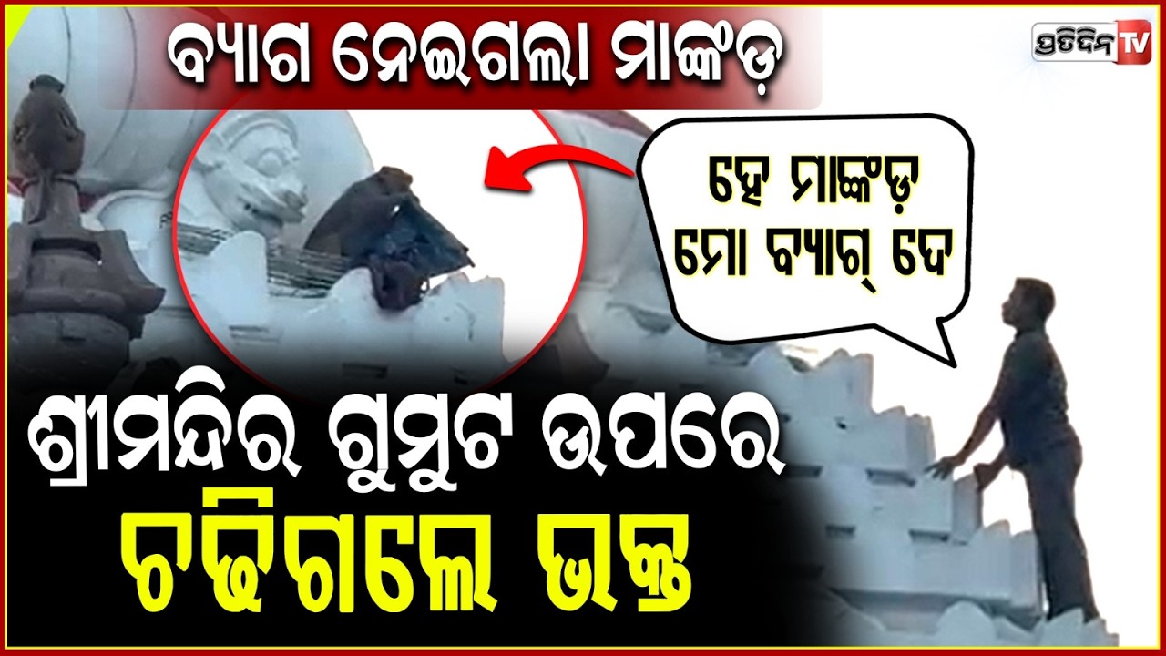 ଭକ୍ତଙ୍କ ଭ୍ୟାନିଟି ବ୍ୟାଗ୍ ନେଇଗଲା ମାଙ୍କଡ଼ ! Monkey Snatches Devotee's Bag At Puri Jagannath Temple