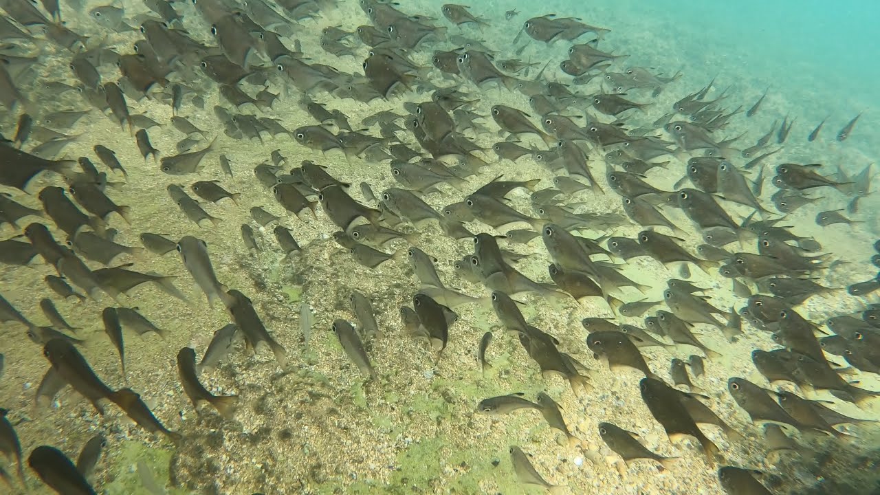 דייג בים התיכון ברבוניה וסרגוסים בדיג חוף | fishing Mullus surmuletus and Diplodus sargus