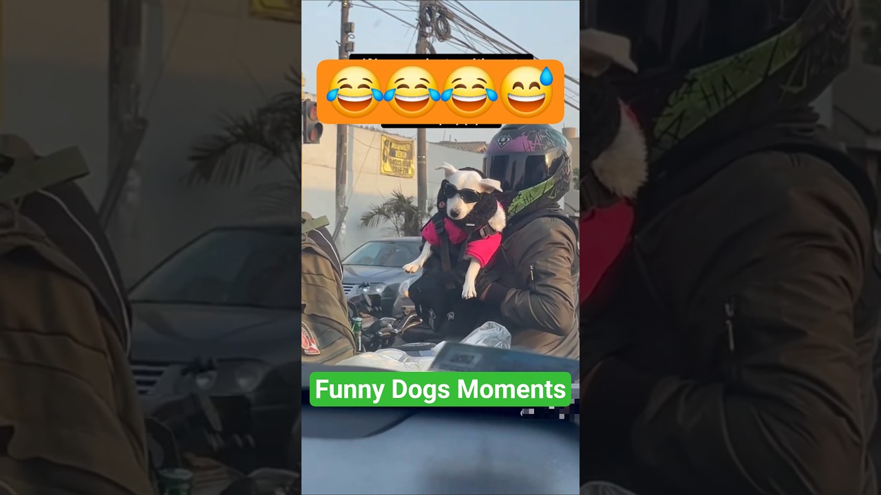 Funny Dogs Moments😂😂 #funny #dogs #funnypets #funnyvideo #shorts #cutedog #petvideos #funnypuppy