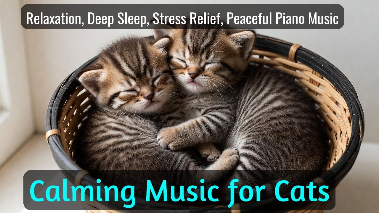 LIVE Cute Sleeping Cat That Helps You Unwind 😌 | Season 20