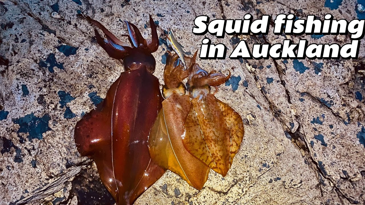Daytime squid fishing in Auckland, NZ