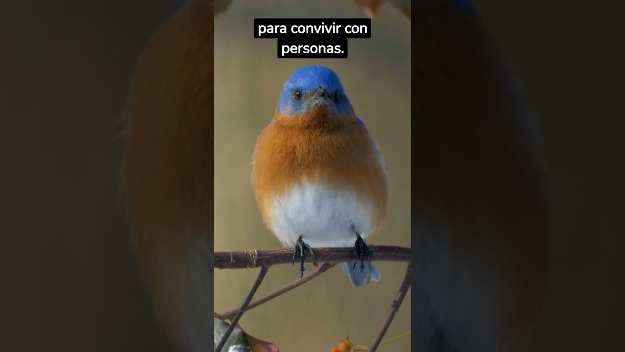 Top 5 aves ex&oacute;ticas para tener en casa. #avesex&oacute;ticas #ExoticBirdsESP