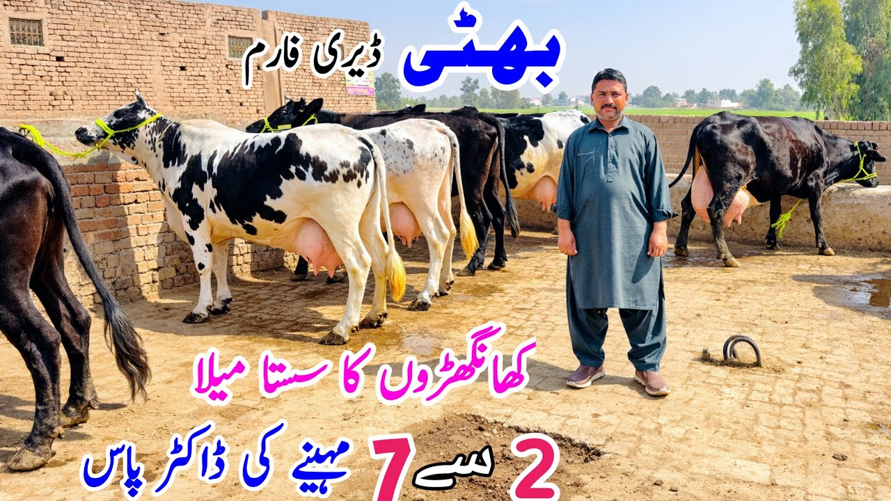 Bhati Dairy Farm | Khngher Cows | Pregnant Cows for sale in Punjab Pakistan | Bismillha  best