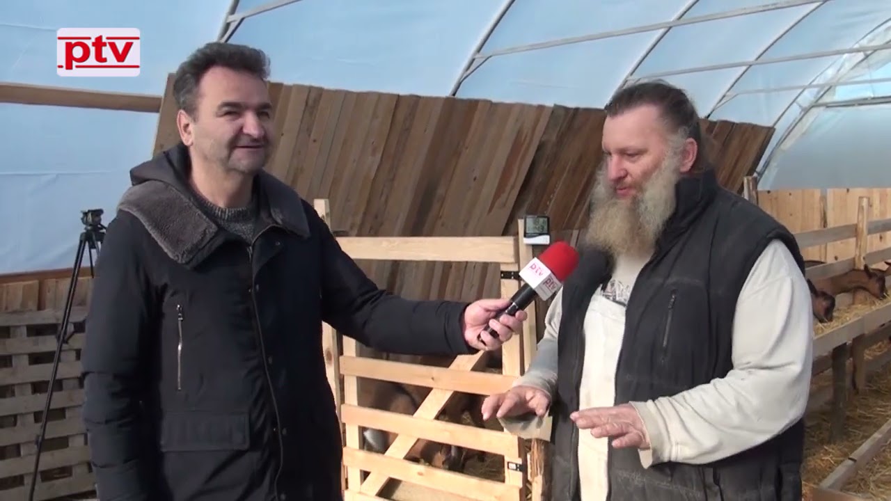 Milan Dragičević iskustvo uzgoja Alpskih koza.