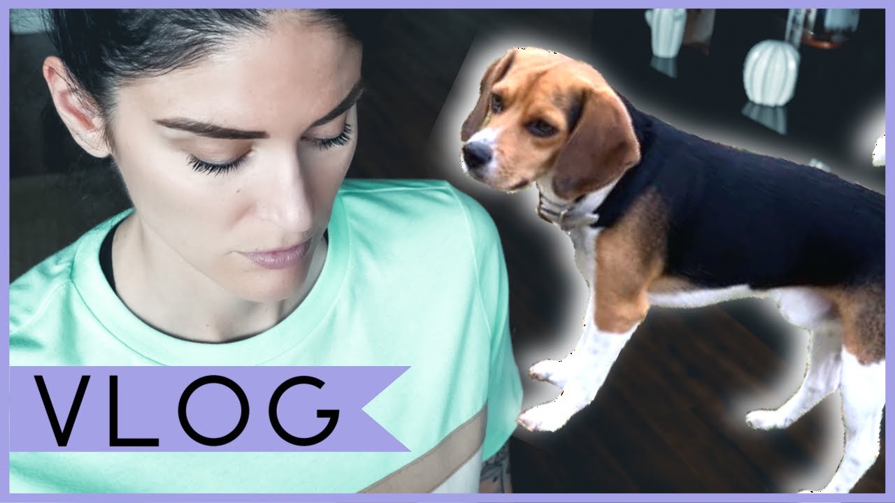 SEARCHING FOR A LOST DOG | VLOG