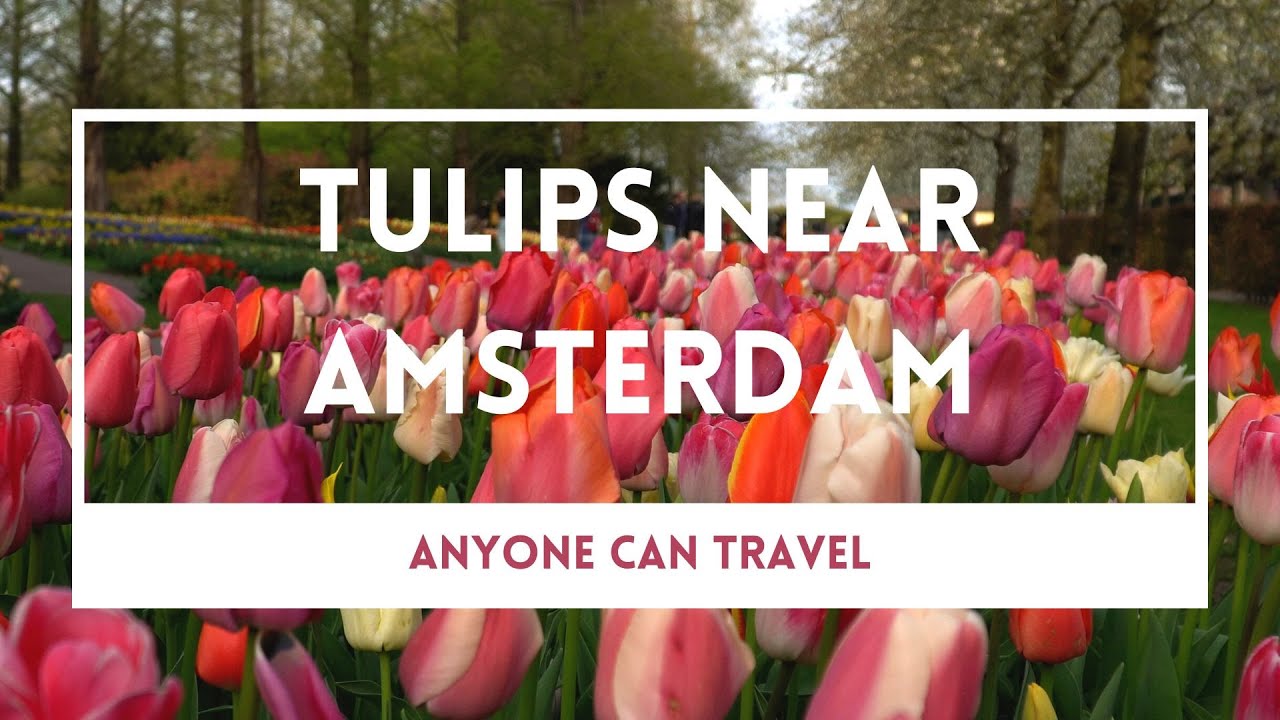 4 Magical Places to See Tulips in the Netherlands Near Amsterdam