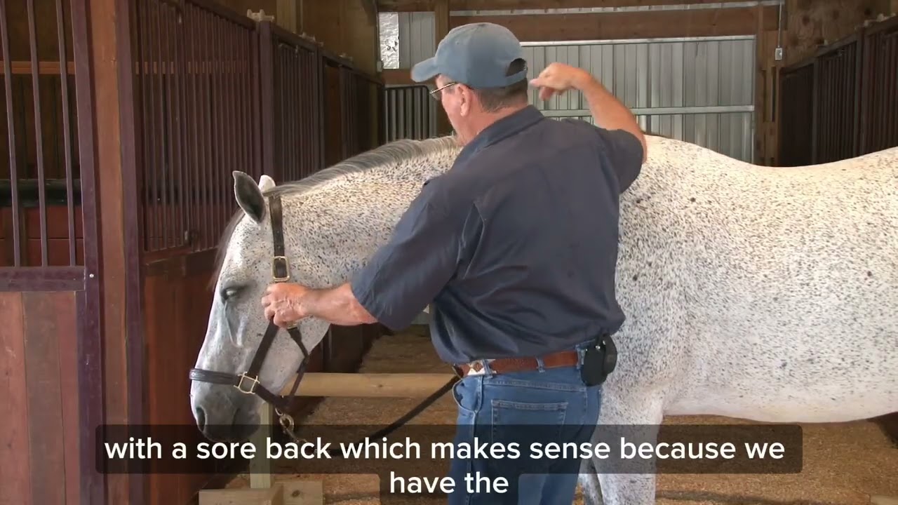 What Your Horse's Poll Might Be Telling You