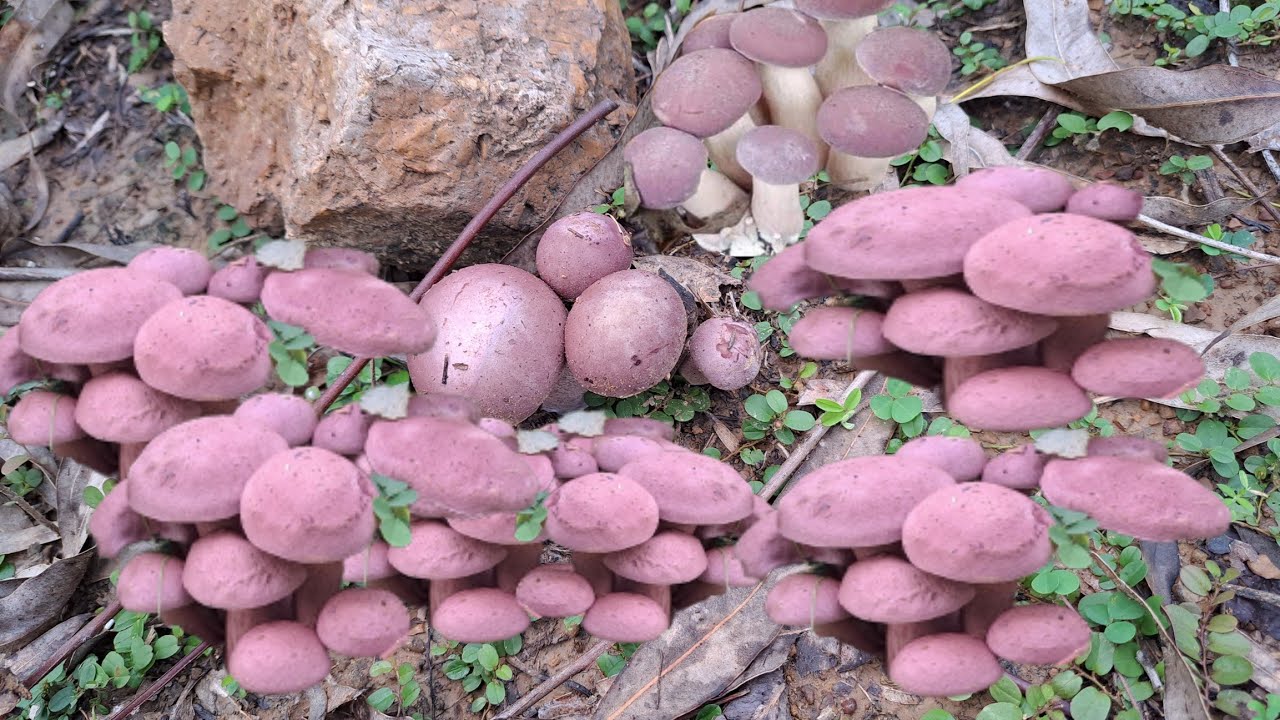 เก็บเห็ดผึ้งขม เห็ดขมยูคา หมานขนาดออกเป็นกอๆเลย🍄🍄