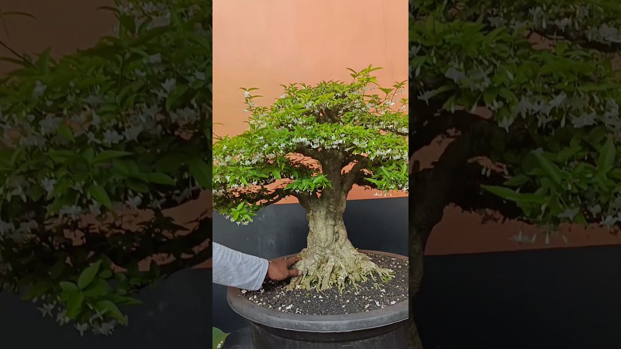 Buka Harga Bonsai Anting Putri Super Tua Gallery Gunter #bonsai #caramembuatbonsai