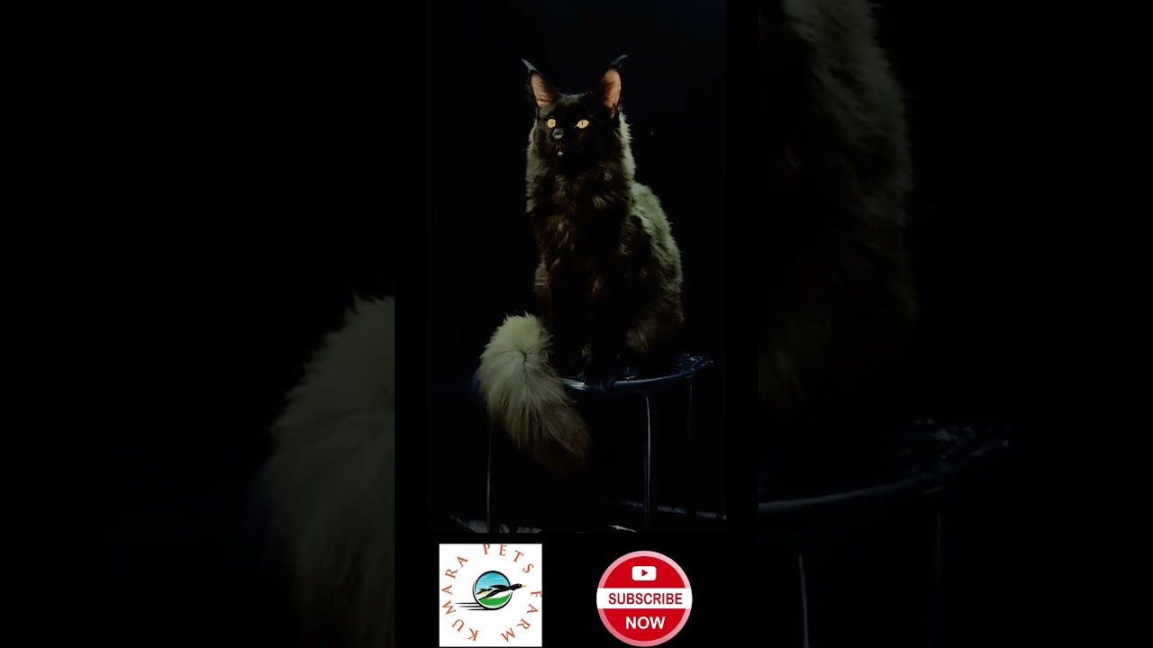 Subscribe | SAVE PETS | BIRDS 🐦 | DOGS 🐕 | CAT 🐈 | WILD ANIMALS  ANIMAL | HOME PETS 🦜 🐦 🐶 🐈‍⬛️ 😺