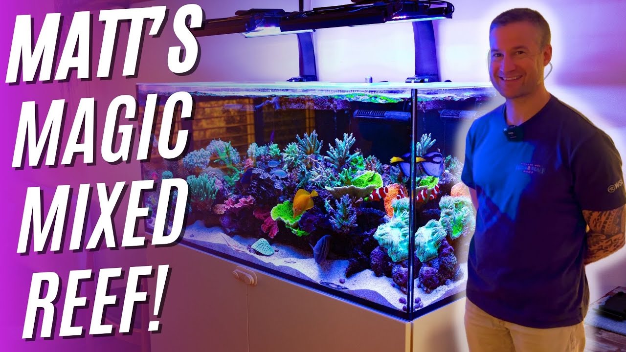 Matt's Magic Mixed Reef