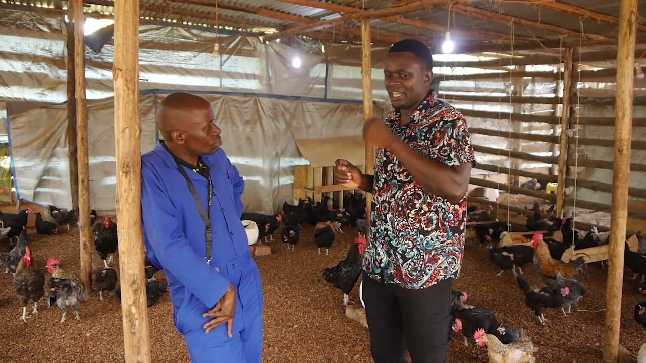 Okulunda enkoko enganda ne Mwaami Kawooya bashir part one